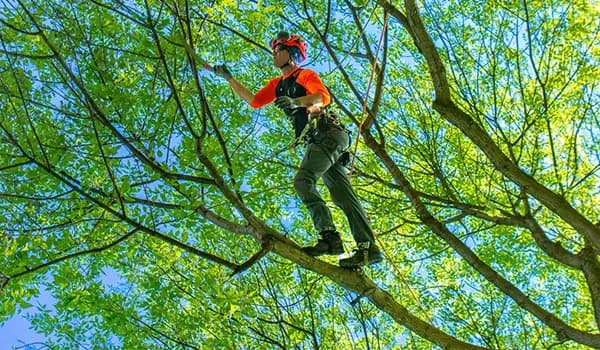 Tree Trimming
